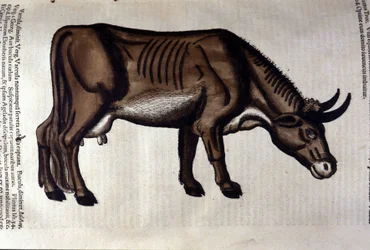 La vaca según Historiae animalium por Konrad Gesner, Tiguri