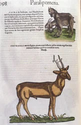 El ciervo en Historia Animalium por Conrad Gesner (1516 - 1565), Tiguri
