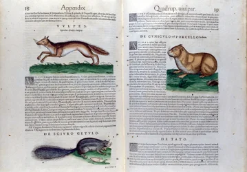 La doble página de roedores en Historia Animalium de Conrad Gesner (1516 - 1565), Tiguri
