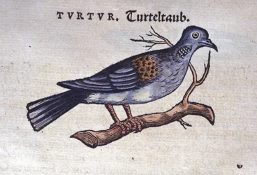 La paloma - de Historiae animalium por Konrad Gesner, Tiguri