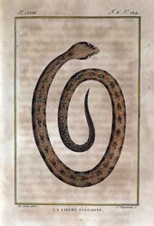 La víbora elegante. Lámina tomada de una historia natural de las “Obras de Buffon” por el naturalista Georges Louis Leclerc, Conde de Buffon (1707 - 1788). Siglo XIX