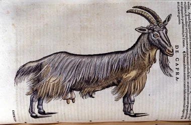 La cabra después de Historiae animalium por Konrad Gesner, Tiguri