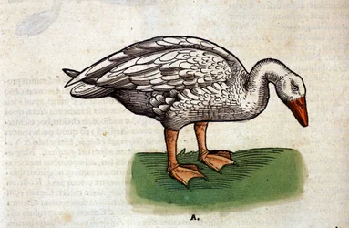 La oca según la Historia Animalium de Conrad Gesner, Tiguri 1560. Biblioteca Nazionale Braidense, Milán