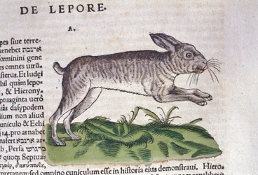 La liebre según la Historia Animalium de Conrad Gessner, Tiguri 1560. Biblioteca nazionale Braidense. Milán