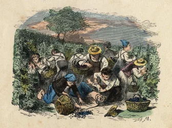 La cosecha. Ilustración del siglo XIX. Colección Bianchetti