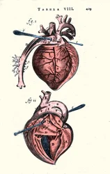 El corazón. Tabla anatómica después de “Anatomía” por Erasmus Bartholin (Erasmus Bartholinus) (1625 - 1698) médico y físico danés. Siglo XVII