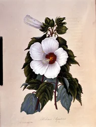El hibisco. Lámina botánica.