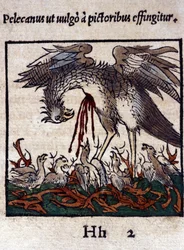 La leyenda del pelícano: da su sangre y entrañas para alimentar a sus crías. De Historiae animalium de Konrad Gesner, Tiguri