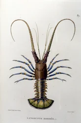 La langosta. Siglo XIX