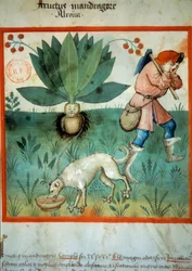 La mandrágora. Planta medicinal a la que a menudo se le han atribuido virtudes mágicas extraordinarias. Iluminación del "Tacuinum sanitatis"