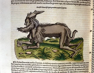 La mantícora de la Historia Animalium de Conrad Gesner, Tiguri 1560. Biblioteca Nazionale Braidense, Milán