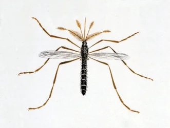 El mosquito. Tabla de historia natural. Siglo XIX.