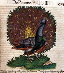 El pavo real según Historiae animalium de Konrad Gesner, Zúrich
