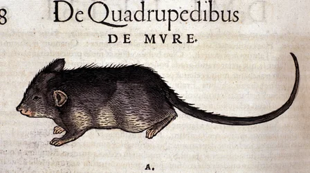 La rata de la «Historia Animalium» de Conrad Gessner, Tiguri 1560. Biblioteca Nazionale Braidense, Milán.