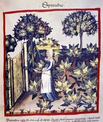 La cosecha de espinacas. Iluminación del manual de medicina y dietética «Tacuinum sanitatis»