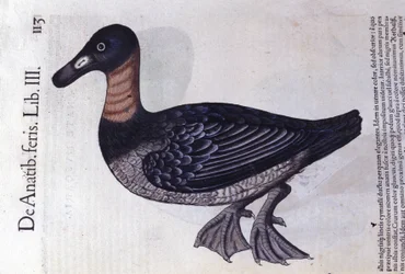 El pato de cuello rojo después de Historiae animalium por Konrad Gesner, Tiguri
