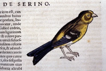 El serín según Historiae animalium de Konrad Gesner, Tiguri