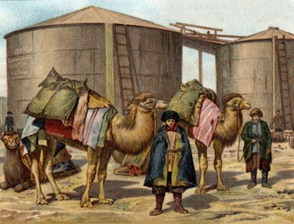 El transporte de aceite en camellos en el Cáucaso