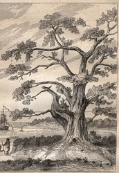 Tercer viaje (1776-1779) del Capitán James Cook (1728-1779): árbol bajo el cual Cook observó el paso de Venus - ilustración tomada de “Los Grandes Marineros del siglo XVIII”