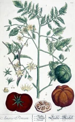 Tomate, lámina botánica
