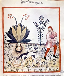Tratado de medicina «Tacuinum sanitatis», siglo XIV. Recolección de mandrágora. Biblioteca Nazionale Braidense, Milán