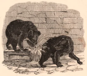 Dos osos jugando en un abrevadero en el foso de los osos del Museo de Historia Natural