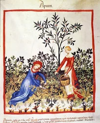 Dos mujeres recolectando perejil. Iluminación del tratado de medicina y dietética “Tacuinum sanitatis”