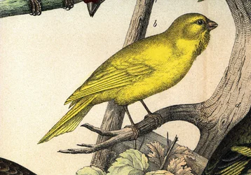 Un canario - en "Histoire naturelle des oiseaux", ed. Hoeopli, Milán