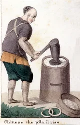 Un chino que saquea el arroz - en Il costume universale di tutti i popoli del mondo (El traje universal de todos los pueblos del mundo)