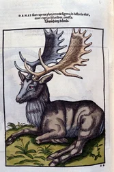 Un reno (cérvido) en Historia Animalium de Conrad Gesner (1516 - 1565), Tiguri
