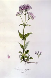 Valeriana. Grabado del siglo XIX