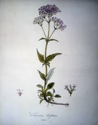 Valeriana malva o Valeriana tripteris. Herbario del siglo XIX.