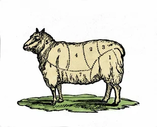 Varias piezas de carne de oveja. Ilustración de finales del siglo XIX.