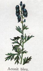 Plantas botánicas venenosas: acónito azul. Grabado en "La medicación natural", por Friedrich Eduard Bilz (1842-1922)