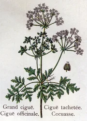 Plantas botánicas venenosas: grande, oficinal, mancha y cocuasse. Grabado en “La medicación natural”, de Friedrich Eduard Bilz (1842-1922)