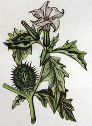 Plantas botánicas venenosas: estramonio de manzana espinosa. Grabado en "La medicación natural" de Friedrich Eduard Bilz (1842-1922)