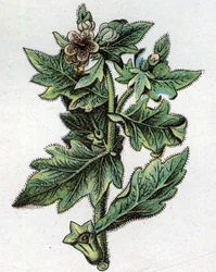 Plantas botánicas venenosas. Grabado en “La medicación natural” de Friedrich Eduard Bilz (1842-1922)
