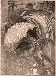 Vista de un grupo de cinco aves tropicales llamadas aves del paraíso, que viven en Nueva Guinea