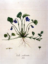 Violeta. Grabado del siglo XIX