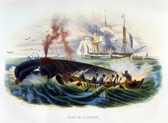 Caza de ballenas - en “Histoire naturelle” por Lacépède