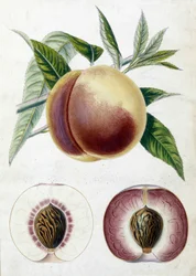 Durazno blanco