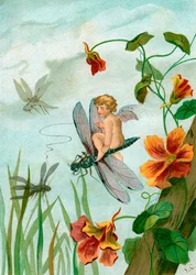Hada Alada Montando una Libélula cerca de Flores de Capuchina