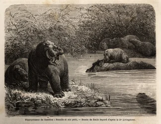 Hipopótamo del Zambeze: hembra y su cría refrescándose en el río. Grabado para ilustrar los primeros viajes del Dr. Livingstone al sur de África de 1840 a 1856, en 