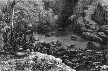 Zululandia en África: debido a que el bosque no ofrece los recursos necesarios, la tribu zulú se ve obligada a bajar a las llanuras donde cultivan y crían ganado. Grabado en "La Nature"