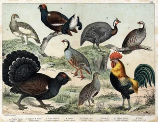 Laguna Alpina, Tetras Lyre, Gran Tetras, Perdiz Ceniza, Perdiz Roja, Bartavelle, Pintada, Gallo