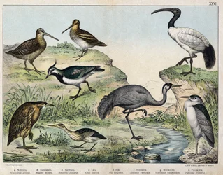 a: Martinete común (Nycticorax griseus), b: Avetorillo común (Ardetta minuta), c: Avetoro común (Botaurus stellaris), d: Grulla común (Grus cinerea), e: Ibis sagrado (Ibis religiosa), f: Chocha perdiz (Scolopax rusticula), g: Agachadiza (Gallinago), h: