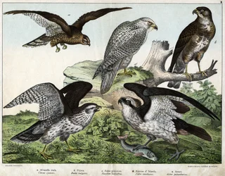 a: Águila o busardo real, b: boquilla, c: halcón pescador, d: halcón de Islandia, e: alrededor = astore - en "Historia Natural de las Aves", ed. Hoepli, Milán