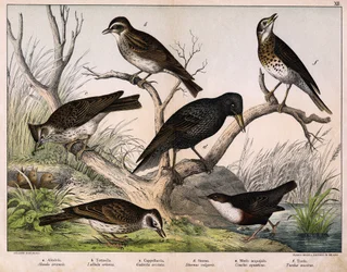 a: Alondra del Norte (Alauda arvensis), b: Alondra Lulu (Lullula arborea), c: Cappellaccia (Galerita cristata), d: Estornino Sansonnet (Sturnus Vulgaris), e: Pato (Cinclus aquaticus), f: Zorzal (Turdus musicus) - en “Historia Natural de las aves”, ed. Hoep