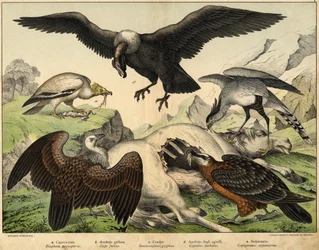 a: Percnopterus (Neophron percnopterus), b: Buitre leonado (Gyps fulvus), c: Cóndor (Sarcoramphus gryphus), d: Buitre de los corderos (Gypaëtus barbatus), e: Serpiente (Gypogeranus serpentarius) - en “Historia Natural de las aves”, ed. Hoepli, Milán