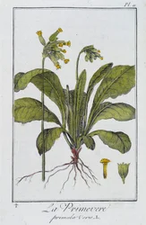 La Primavera (Primula vers) - en “Ejercicios de botánica para uso de los comerciantes”, escrito por J.C. Philibert, Imprenta de Crapelet, París
